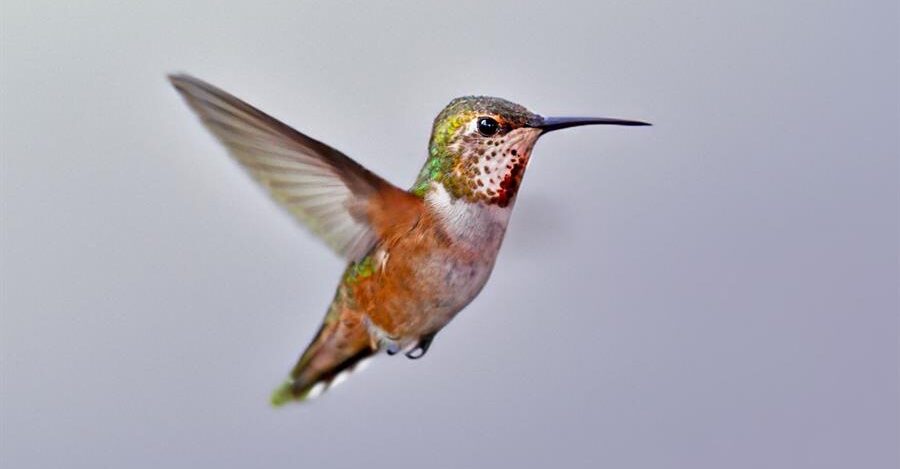colibríes