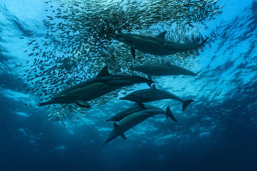 migración de sardinas