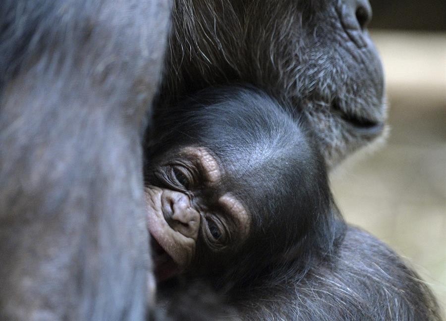 chimpancés