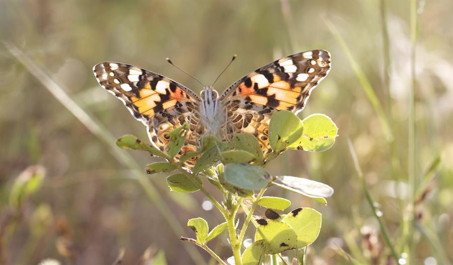 mariposas