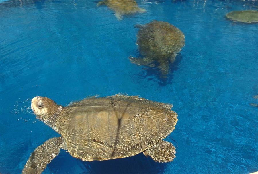 tortugas marinas