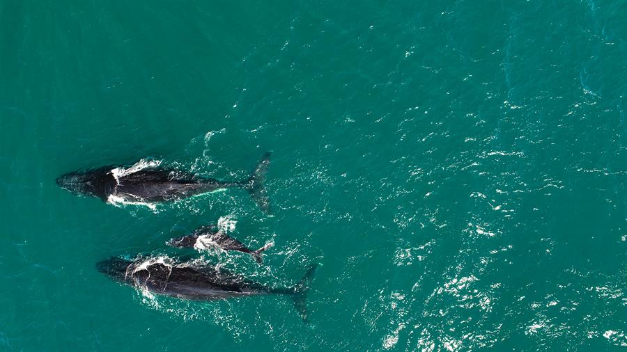ballenas