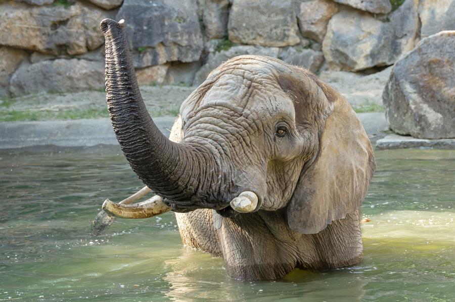 elefante - natural