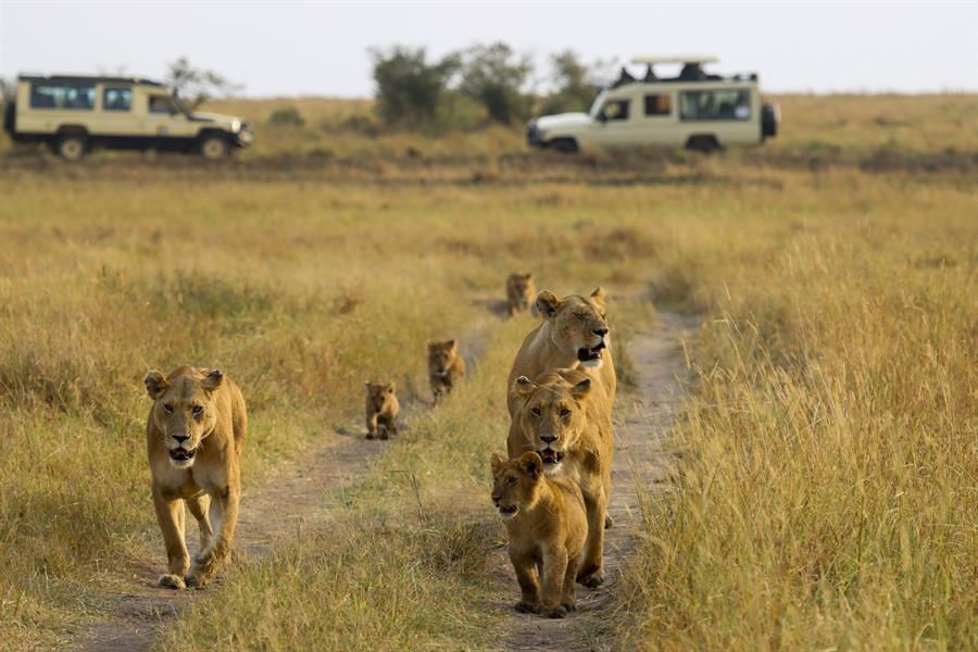 leones