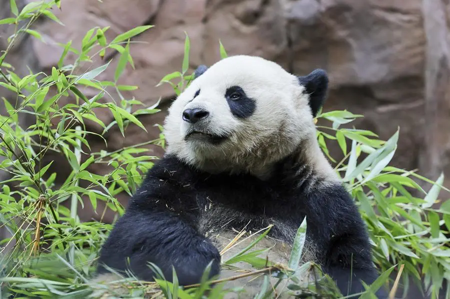 oso panda