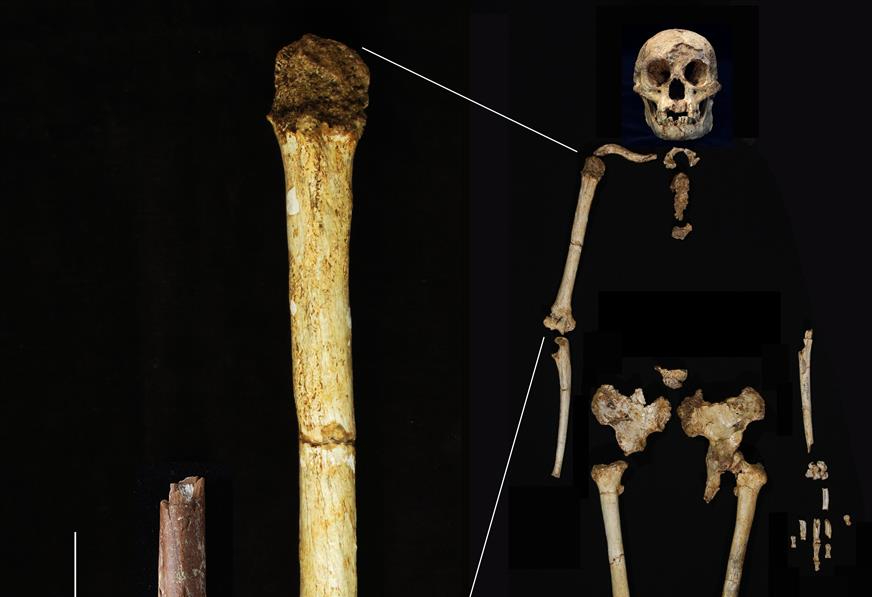 Homo floresiensis