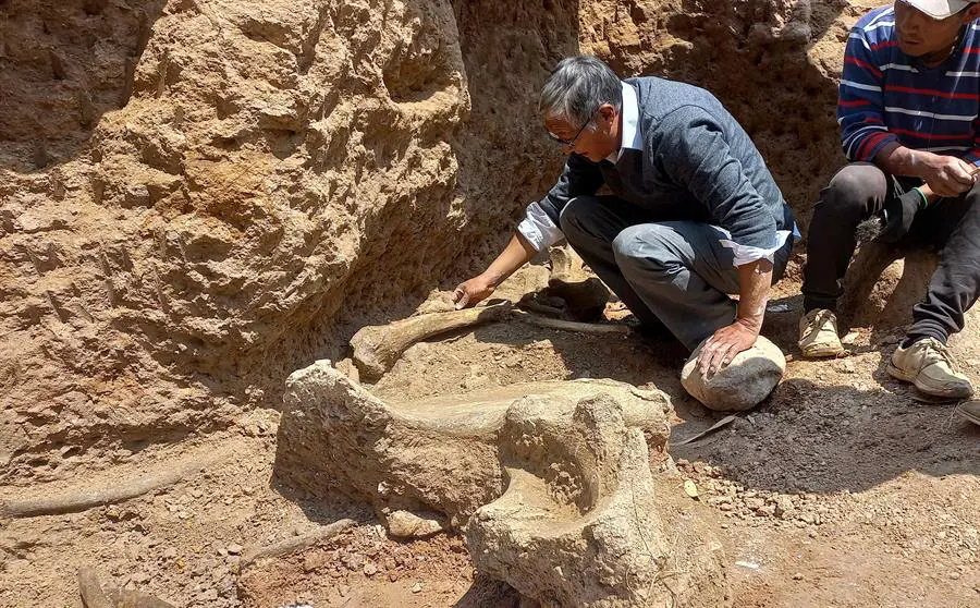 Hallazgo de mastodonte en Perú