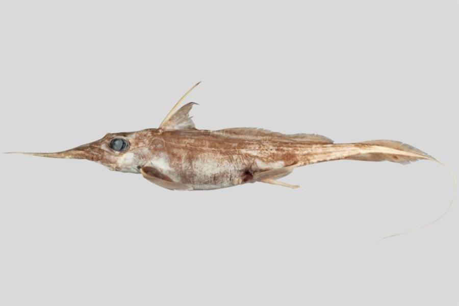 tiburón fantasma