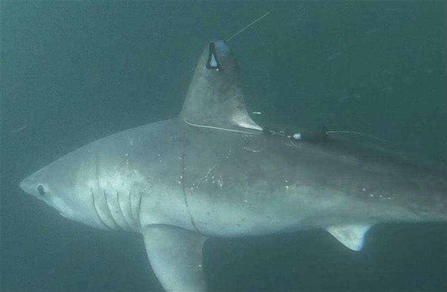 tiburones