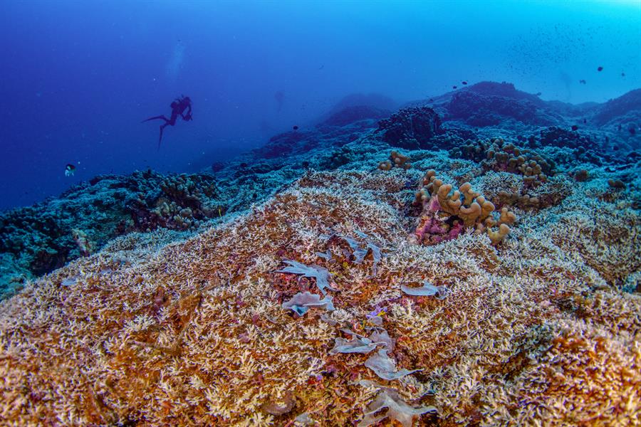coral