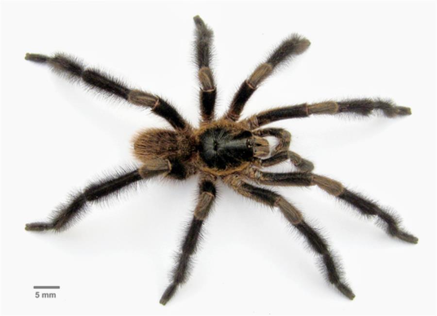 tarántula