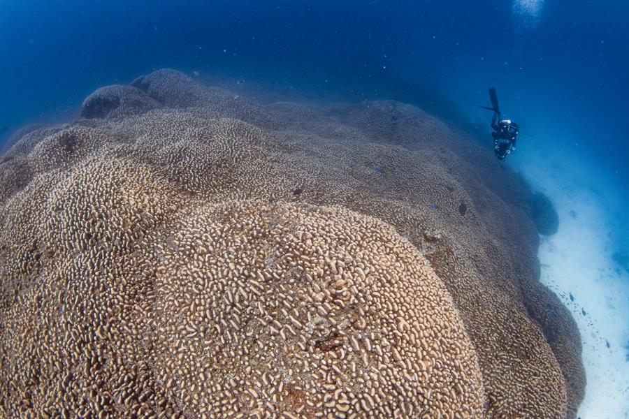 coral coral