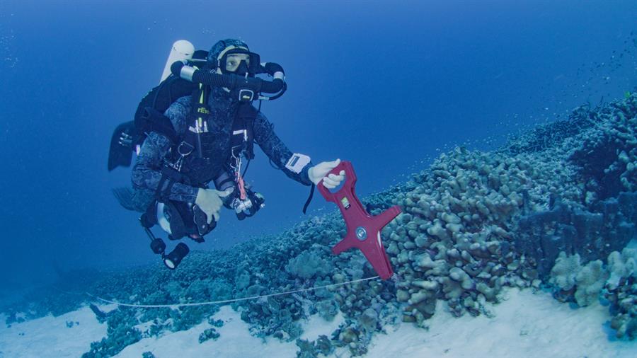 coral coral