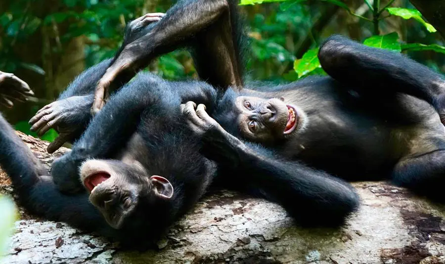 chimpancés