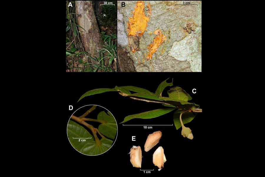 árboles - nuevas especies