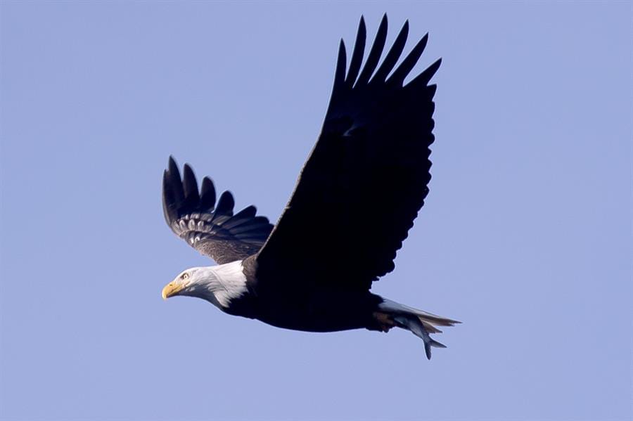 águila calva