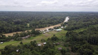 Parque Nacional Yasuní - peces
