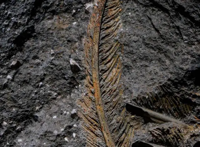 roca volcánica - tejidos