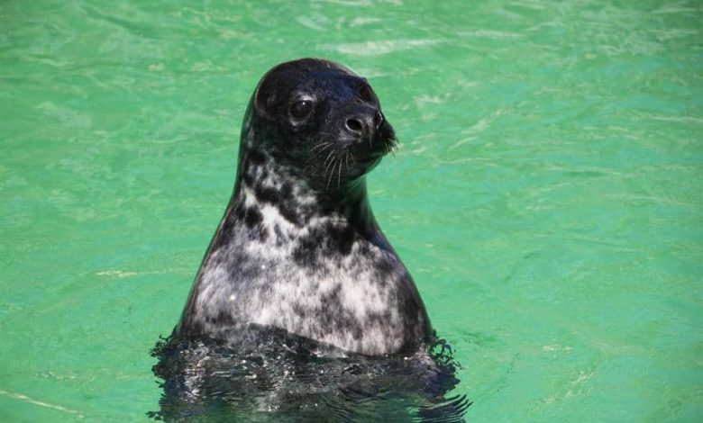 Foca