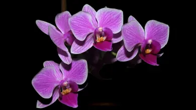 Orquídeas - Orquicaracas