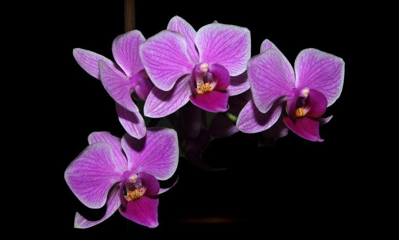 Orquídeas - Orquicaracas