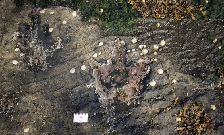 Escocia - T.Rex - huellas