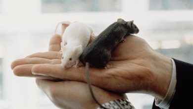 Estudio - ratones
