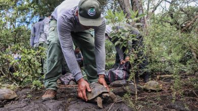 Galápagos - Tortugas