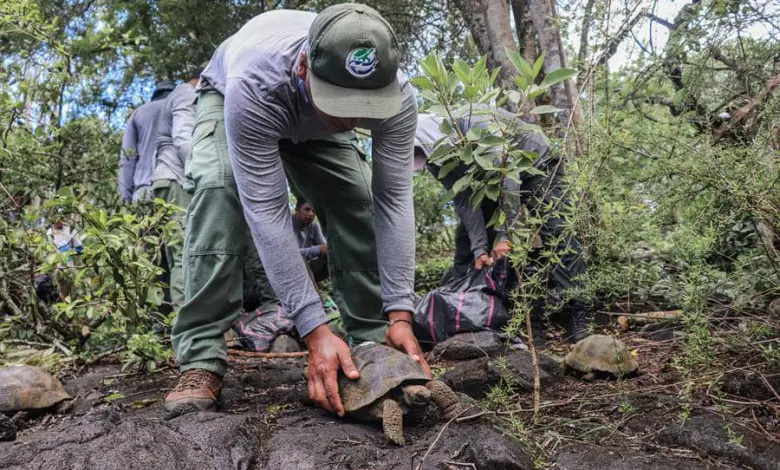 Galápagos - Tortugas