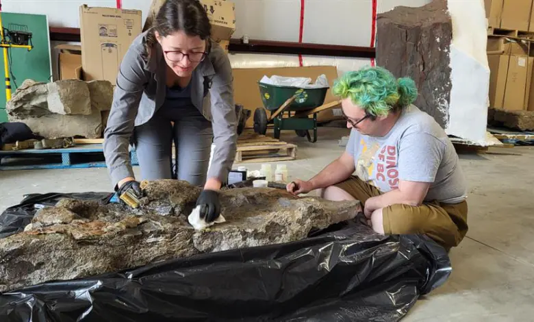 Huellas antiguas - anquilosaurio