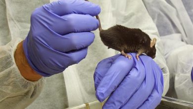 ratones - laboratorio - cáncer