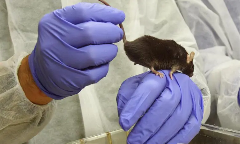 ratones - laboratorio - cáncer