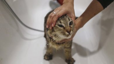 Gato