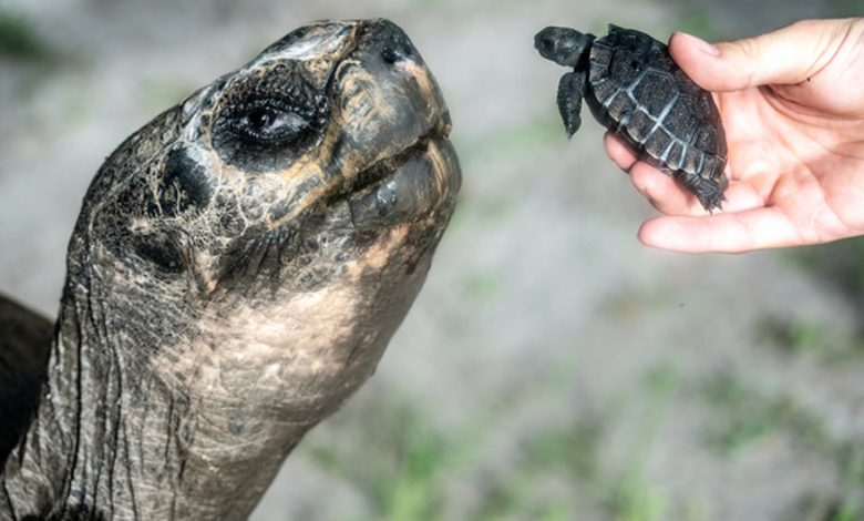 Tortuga gigante