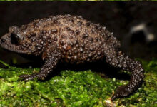 Sapo