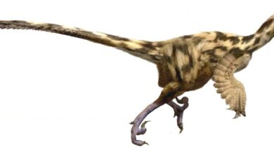 Dinosaurios