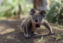 Koalas