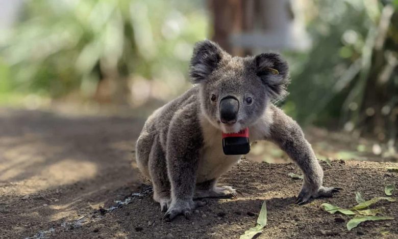 Koalas
