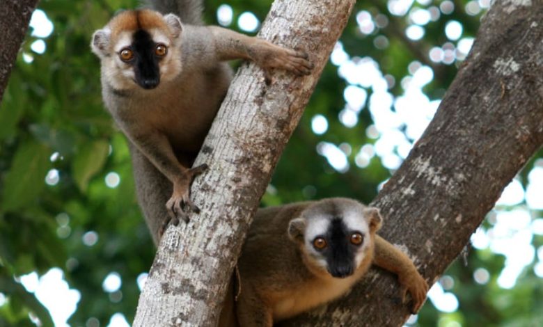 Monos