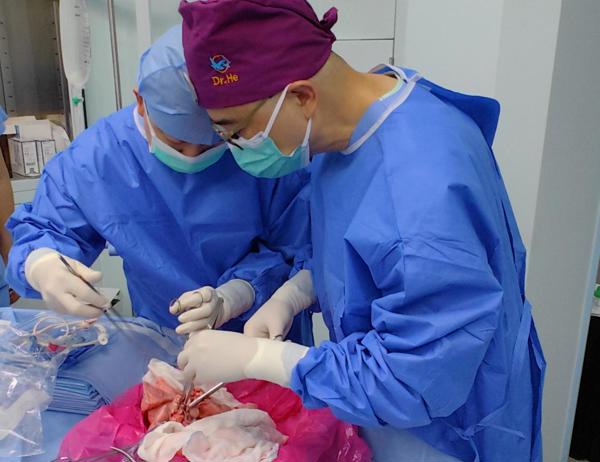 Trasplante de pulmón de cerdo a humano