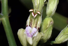 Plantas Perú