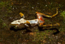 Ranas