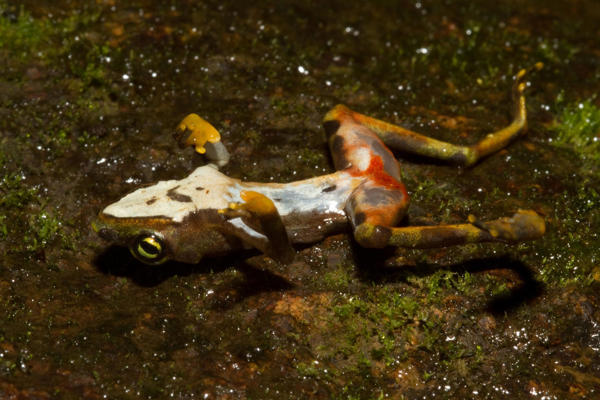 Ranas