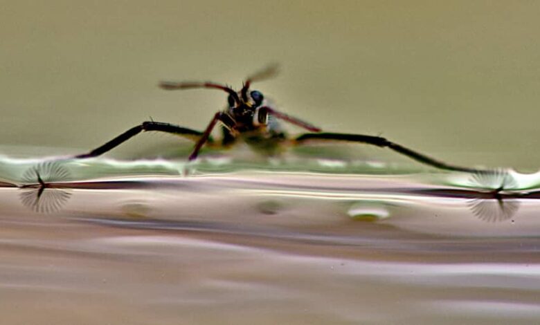 Insecto