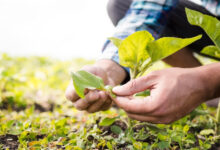Agricultura