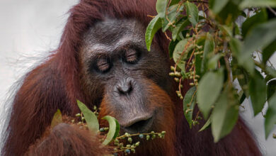 Orangutanes