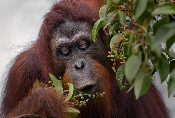 Orangutanes