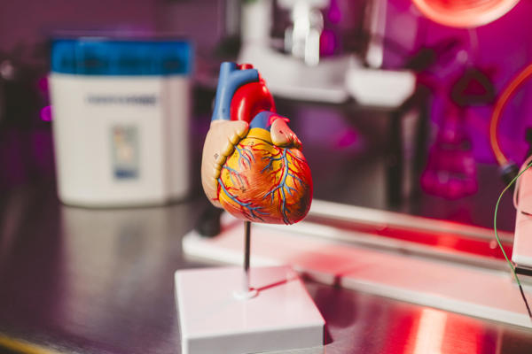 Maqueta de un corazón