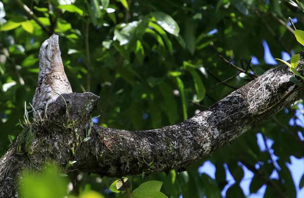 Camuflaje de animales