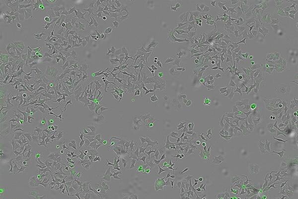 Mecanismo bacteriano